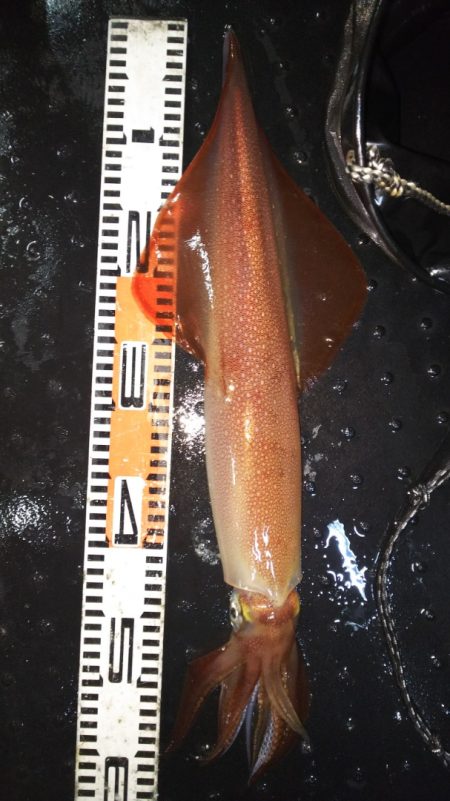 第二龍勢丸 釣果