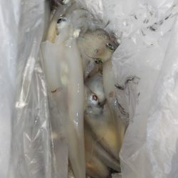 第二龍勢丸 釣果