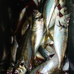 シースナイパー海龍 釣果