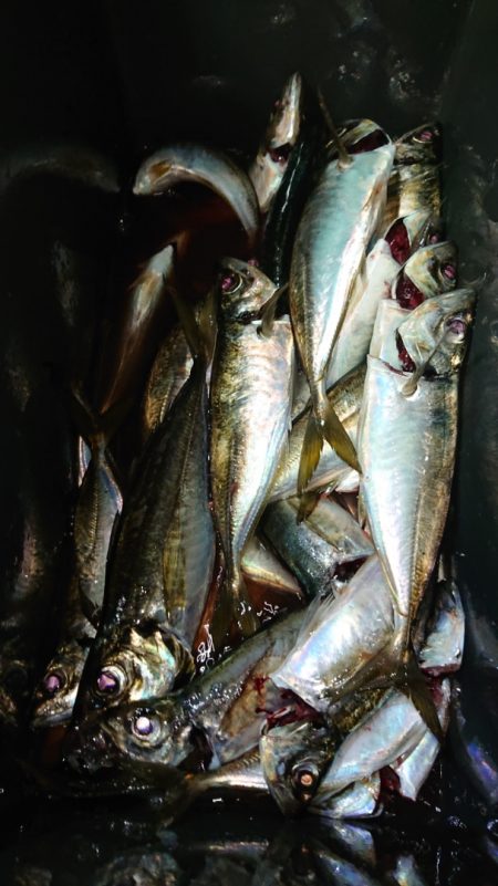 シースナイパー海龍 釣果