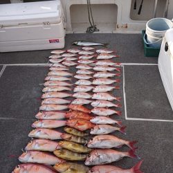 ARCADIAⅡ (アルカディアⅡ) 釣果