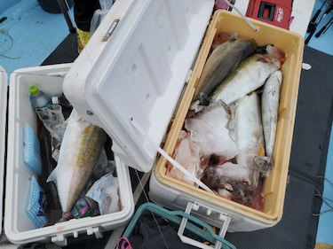 海晴丸 釣果
