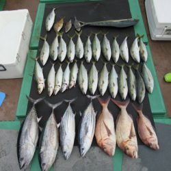 真祐丸 (しんゆうまる) 釣果