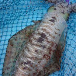 シースナイパー海龍 釣果