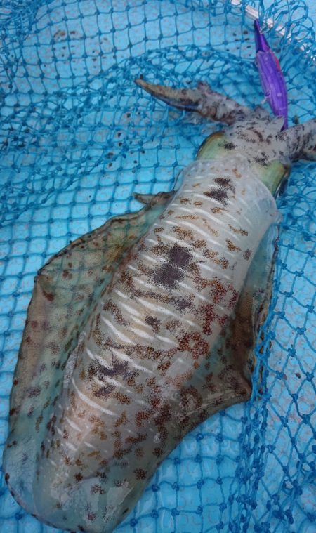 シースナイパー海龍 釣果