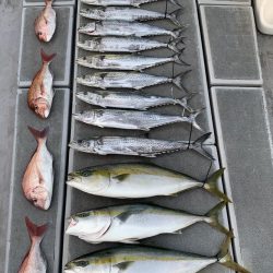 SeaRide(シーライド) 釣果