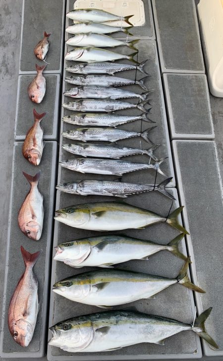 SeaRide(シーライド) 釣果