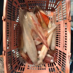 第二八坂丸 釣果