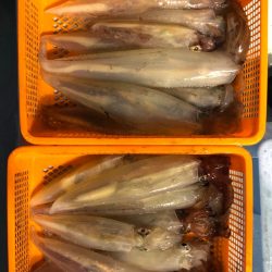 第二八坂丸 釣果