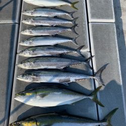 SeaRide(シーライド) 釣果