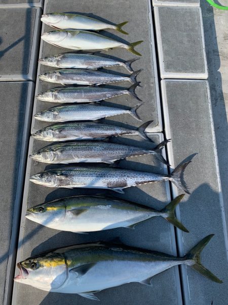 SeaRide(シーライド) 釣果