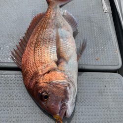 エヌスタイル 釣果