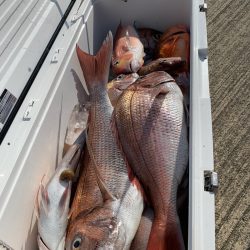 エヌスタイル 釣果