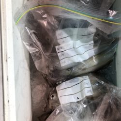 海龍丸（石川） 釣果