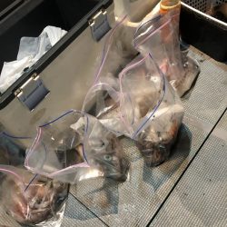 ＴＡＲＯＭＡＲＵ 釣果