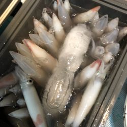 ＴＡＲＯＭＡＲＵ 釣果