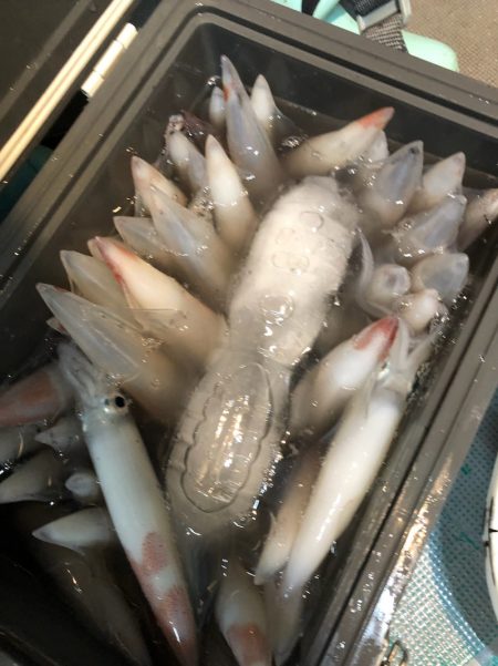 ＴＡＲＯＭＡＲＵ 釣果