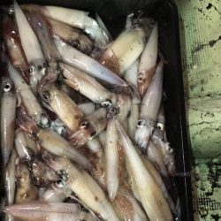 海龍丸（石川） 釣果