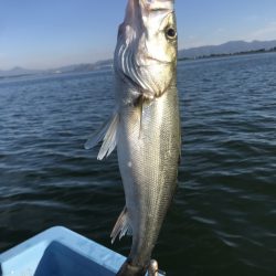 アマテラス 釣果