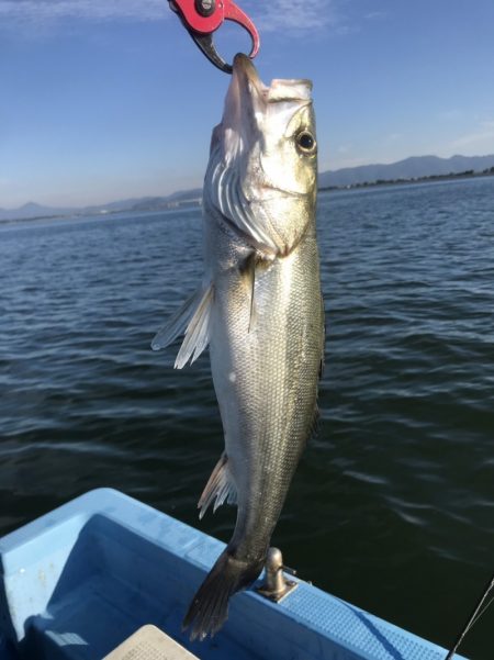 アマテラス 釣果