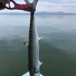 アマテラス 釣果