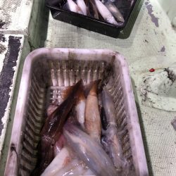 海龍丸（石川） 釣果