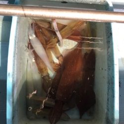 第二八坂丸 釣果