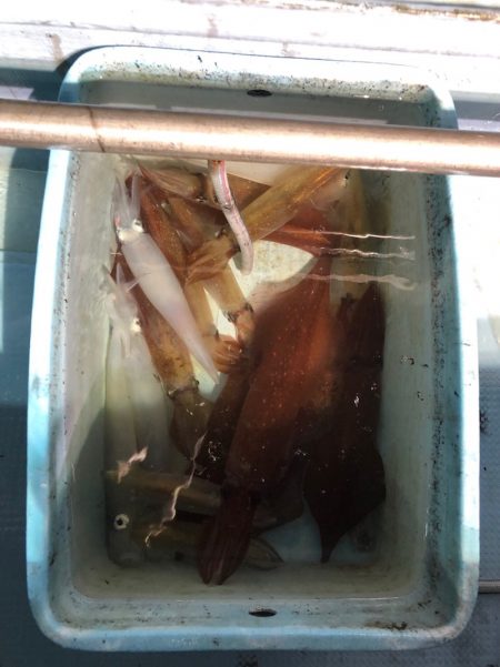 第二八坂丸 釣果