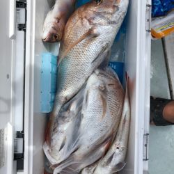 フィッシング　キッタカ 釣果