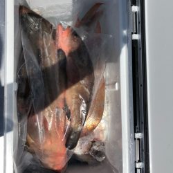 フィッシング　キッタカ 釣果