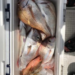 フィッシング　キッタカ 釣果