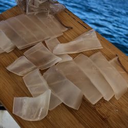 末広丸(熊本) 釣果