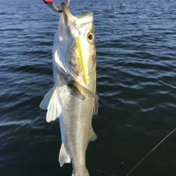 アマテラス 釣果