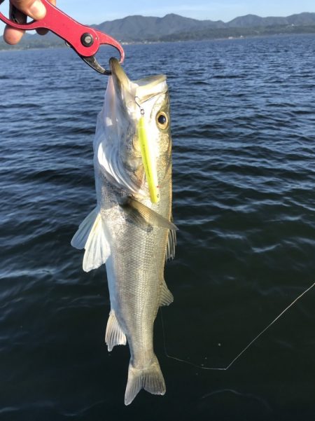 アマテラス 釣果