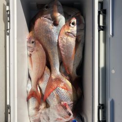 フィッシング　キッタカ 釣果