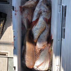 フィッシング　キッタカ 釣果