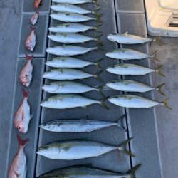 SeaRide(シーライド) 釣果