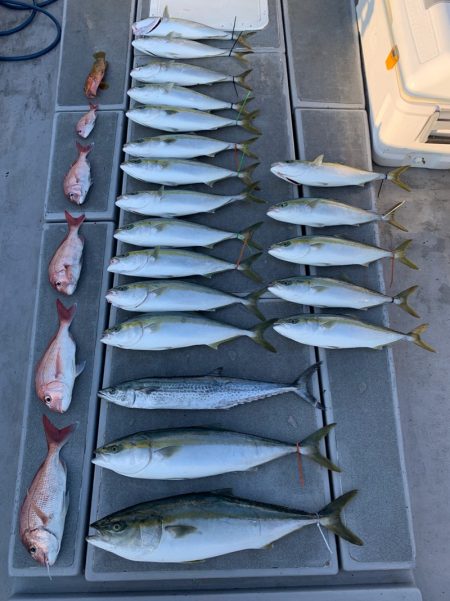 SeaRide(シーライド) 釣果