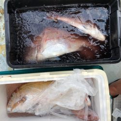 フィッシング キッタカ 釣果