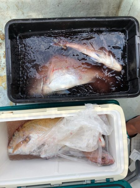 フィッシング キッタカ 釣果