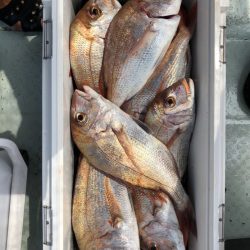 フィッシング キッタカ 釣果