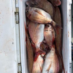 フィッシング キッタカ 釣果