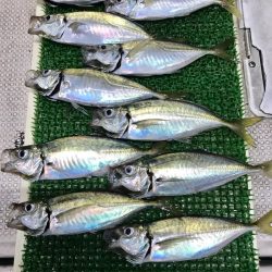 釣人家 釣果