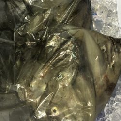 海龍丸（石川） 釣果