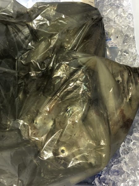 海龍丸（石川） 釣果