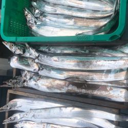 岡田釣船 八英丸 釣果