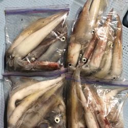 第二八坂丸 釣果