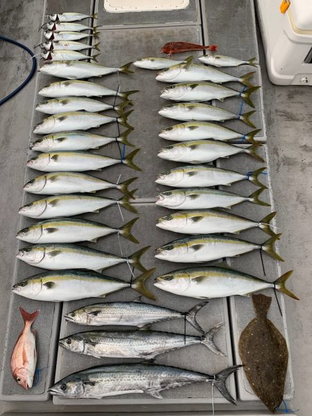 SeaRide(シーライド) 釣果