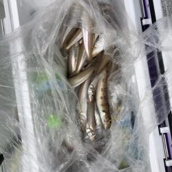 フィッシング キッタカ 釣果