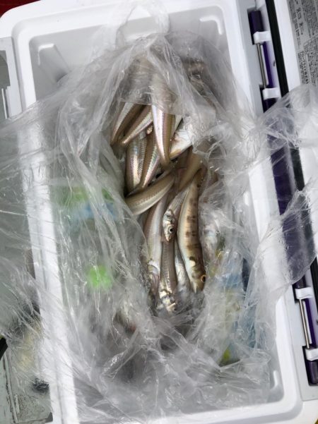 フィッシング キッタカ 釣果